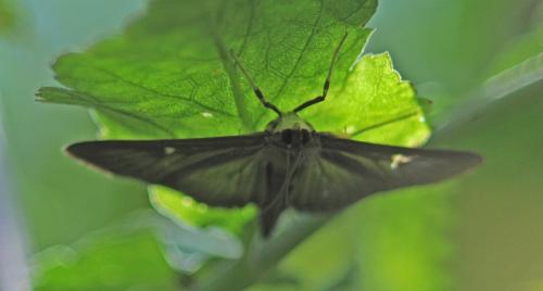 Cydalima perspectalis